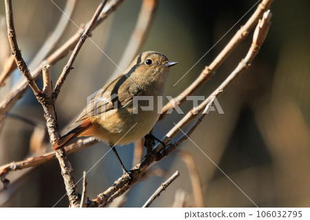 Adorable winter bird Daurian Redstart female 106032795