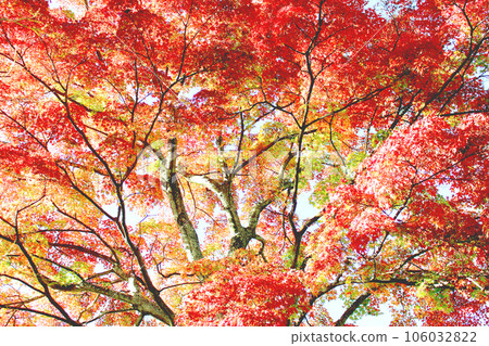 Autumn leaves Autumn leaves 106032822