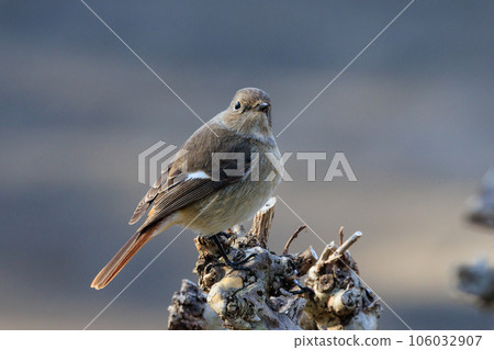 Adorable winter bird Daurian Redstart female Adorable winter bird Daurian Redstart female 106032907