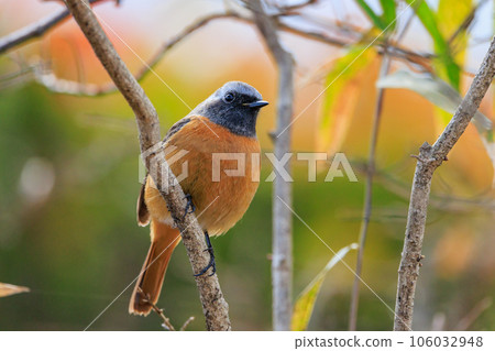 可愛的冬季鳥類達里安Redstart 可愛的冬季鳥類達里安Redstart 106032948