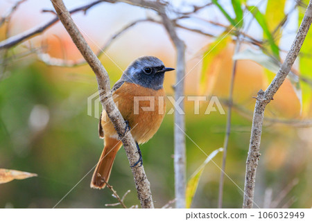 可愛的冬季鳥類達里安Redstart 可愛的冬季鳥類達里安Redstart 106032949