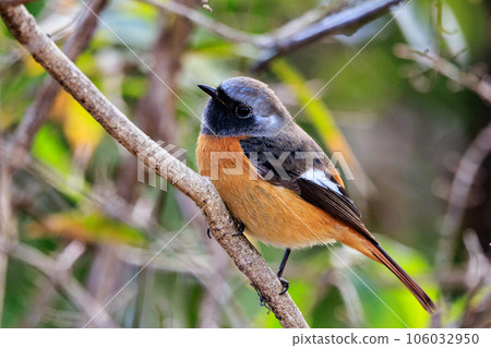 可愛的冬季鳥類達里安Redstart 106032950