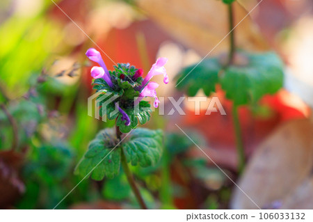 Henbit different from one of the seven spring herbs (Onitabiraco) Henbit different from one of the seven spring herbs (Onitabiraco) 106033132