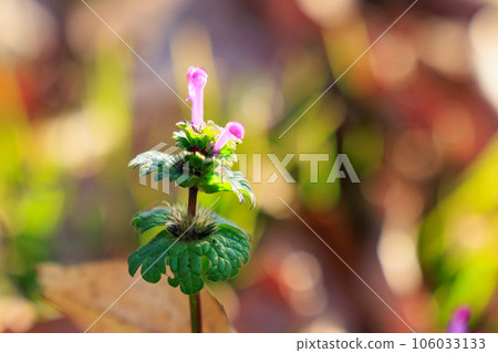 Henbit different from one of the seven spring herbs (Onitabiraco) Henbit different from one of the seven spring herbs (Onitabiraco) 106033133