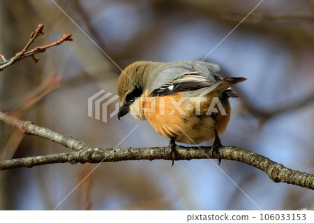 Shrike famous for Hayani 106033153