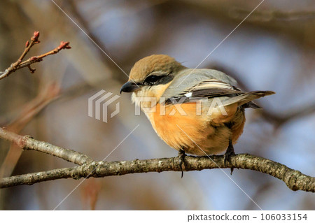 Shrike famous for Hayani Shrike famous for Hayani 106033154