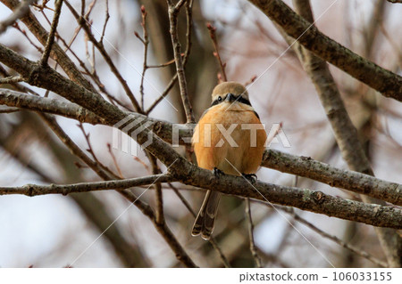 Shrike famous for Hayani 106033155