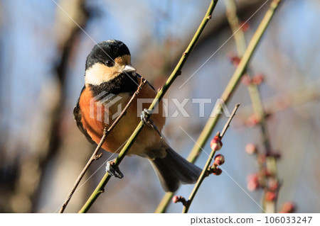 Varied tit, a dexterous bird that imitates singing and performs tricks Varied tit, a dexterous bird that imitates singing and performs tricks 106033247