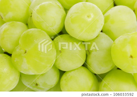 Large and delicious Seto Giants close-up 106033592