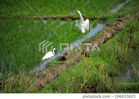 Egrets that came to the paddy field during the rice planting season and their flight Egrets that came to the paddy field during the rice planting season and their flight 106033625