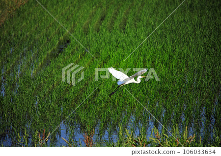 Egrets that came to the paddy field during the rice planting season and their flight 106033634