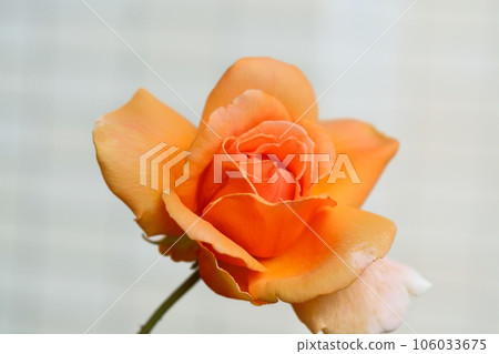 橙色玫瑰花(品種:Just Joy) 橙色玫瑰花(品種:Just Joy) 106033675