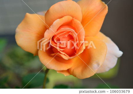 Orange rose flower (variety: Just Joy) 106033679