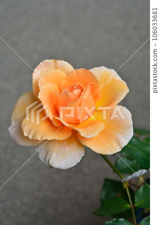 Orange rose flower (variety: Just Joy) 106033681