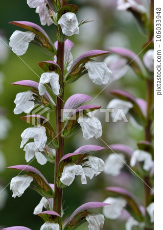 Acanthus morris (Japanese name: ha thistle) Acanthus morris (Japanese name: ha thistle) 106033948