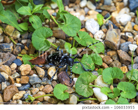 longhorn beetle on gravel 106033955