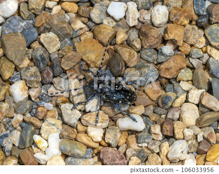 礫石上的長角甲蟲 106033956