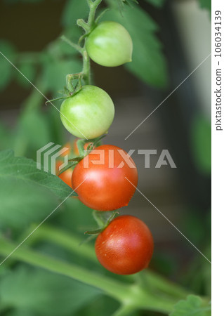 小西紅柿的變化 106034139