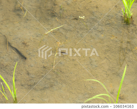 水黽在稻田交配 水黽在稻田交配 106034163