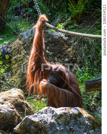 Orangutan in the Wuppertal Green Zoo 106034521