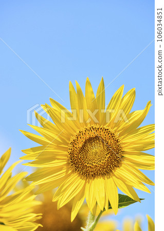 盛夏的向日葵盛開 106034851