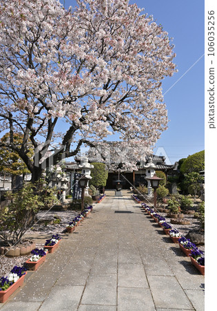 Kawaguchi Stroll: Hofuku-ji Temple, Chizan School of Shingon Buddhism, Kawaguchi Ichisato 106035256