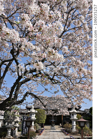 Kawaguchi Stroll: Hofuku-ji Temple, Chizan School of Shingon Buddhism, Kawaguchi Ichisato Kawaguchi Stroll: Hofuku-ji Temple, Chizan School of Shingon Buddhism, Kawaguchi Ichisato 106035257
