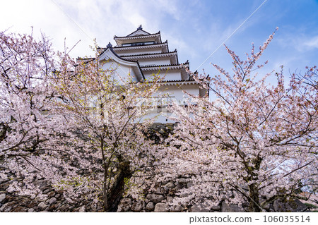 Aizuwakamatsu City, Fukushima Prefecture The castle tower and stone walls of Aizuwakamatsu Castle in spring with cherry blossoms Aizuwakamatsu City, Fukushima Prefecture The castle tower and stone walls of Aizuwakamatsu Castle in spring with cherry blossoms 106035514