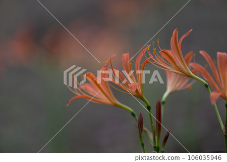 Orange flower fox razor Orange flower fox razor 106035946
