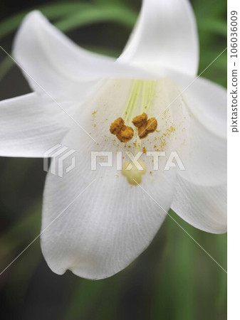 White lily flower White lily flower 106036009