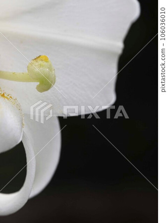 Lily pistil Lily pistil 106036010