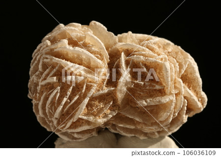 Rose of the desert Rose of the desert 106036109