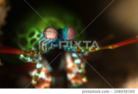 雀尾螳螂蝦 雀尾螳螂蝦 106036160