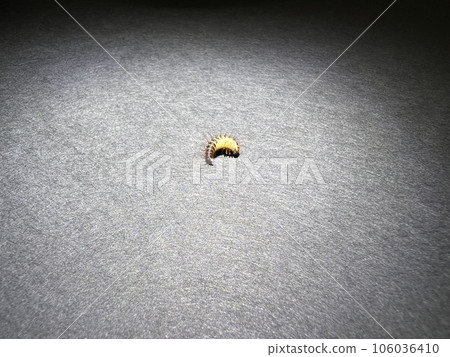 Skin beetle 106036410