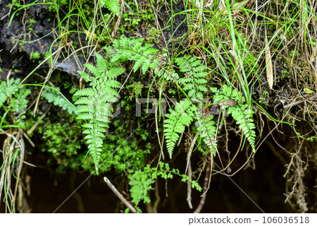 Early summer forest mountain landscape image 106036518