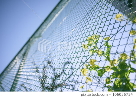 Rape blossoms spring flower image blooming over the fence Rape blossoms spring flower image blooming over the fence 106036734