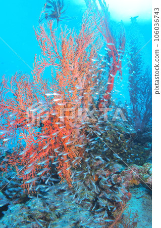 藍色的大海和魚沖繩海水下照片 106036743