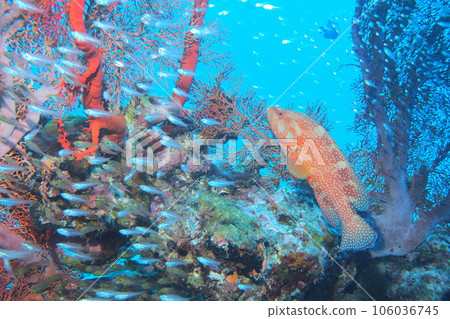 珊瑚、藍色的大海和魚浴衣石斑魚沖繩海 106036745