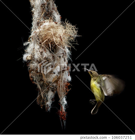 olive back sunbird approach for landing to hanging nest against black background 106037251