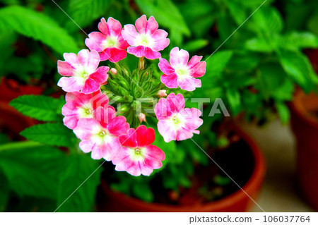Verbena Tapian Flower Temari Tenera 106037764
