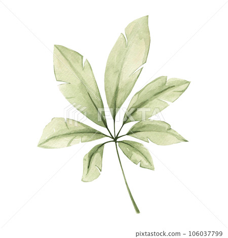 Watercolor tropical leaf isolated on white... - Stock Illustration ...