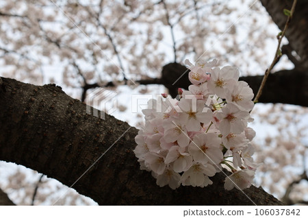 Cherry Blossoms	 106037842