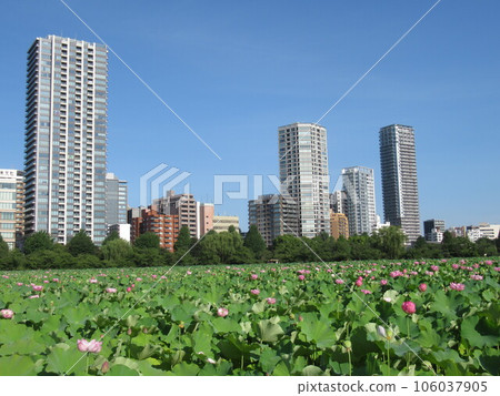 Lotus in full bloom, blue sky and building 106037905