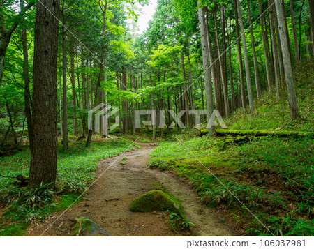 Healing forest belt of Mt. Kasatori Healing forest belt of Mt. Kasatori 106037981