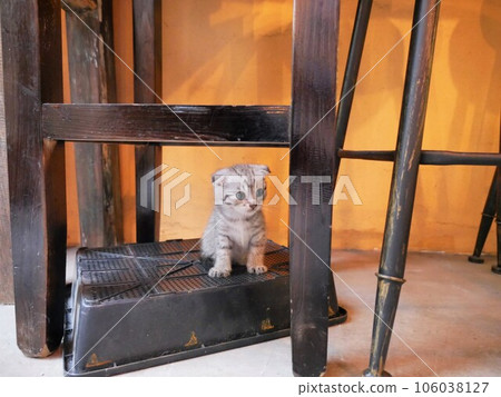 cat under chair cat under chair 106038127