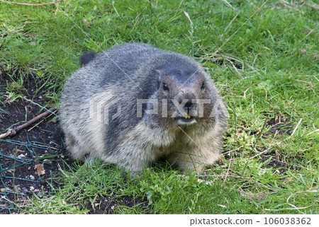 Alpine Marmots bred in Braalm, Austria. The stocky round form is cute 106038362