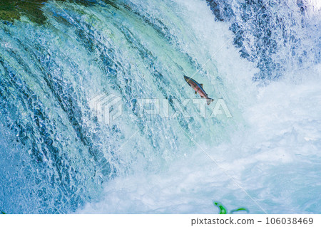 (北海道)斜裡川櫻花瀑布櫻花鱒魚/連接生命的跳躍 106038469