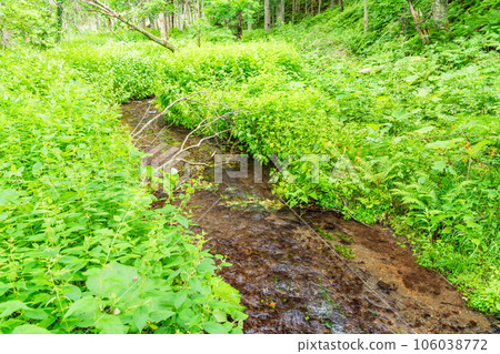 (Hokkaido) Kaminoko Pond Flowing Summer (Hokkaido) Kaminoko Pond Flowing Summer 106038772