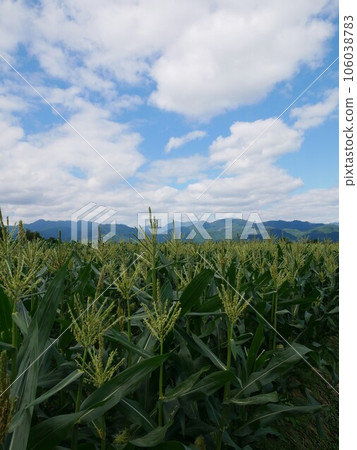 paddy paddy 106038783