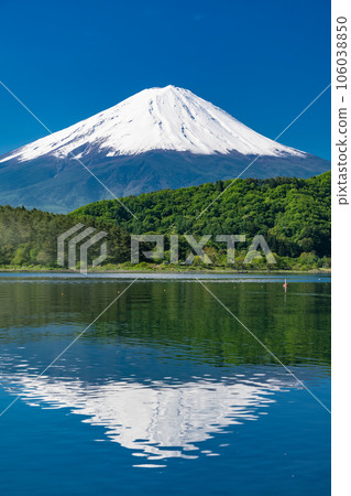 [Yamanashi Prefecture] Mount Fuji in early summer and the fresh greenery of Lake Kawaguchi 106038850